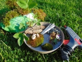 Warsztaty "Fairy garden" Warsztaty "Fairy garden"